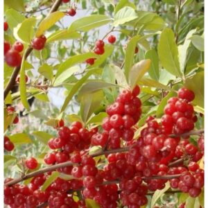 Žilakrūmis skėtinis