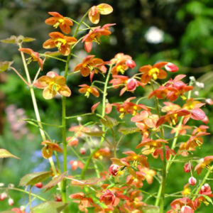 Epimedis ‘Ellen Willmott’