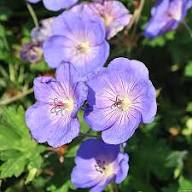 Snaputis 'Azure rush'