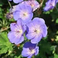 Snaputis 'Azure rush'