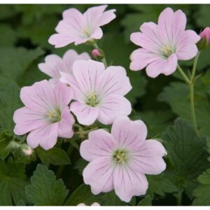 Snaputis ‘Dreamland’