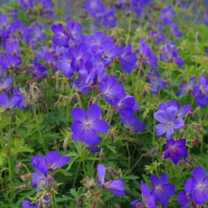 Snaputis ‘Johnson’s Blue’