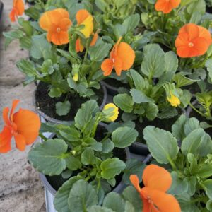 Našlaitė ‘Petit Orange’