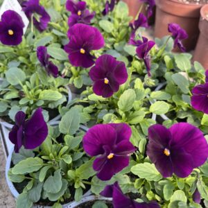 Našlaitė ‘Petit Violet’