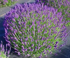 Levanda ‘Hidcote’ (formuota rutulio forma)