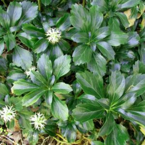 Mietveinė ‘Green Sheen’ (viršunžiedė pachisandra)