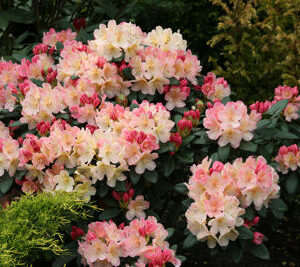 Rododendras ‘Percy Wiseman’