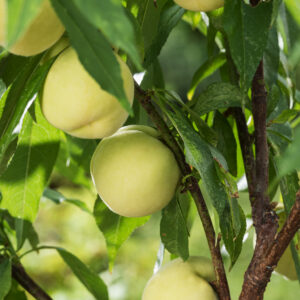 Persikas 'Ice peach'