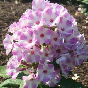 Flioksas ‘Flame® Lilac Star’