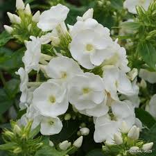 Flioksas ‘Adessa White’