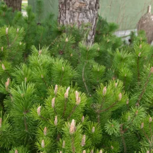 Kalninė pušis (subsp. mugo)