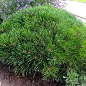 Pušis kalninė 'Varella'