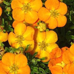 Sidabrakrūmis BELLA SOL® ‘Hanchdon’