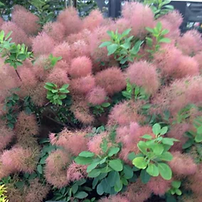 Pūkenis europinis 'Candy Floss'