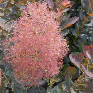 Pūkenis europinis MAGICAL TORCH® ‘Kolmagito’