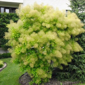 Pūkenis europinis 'Kanari'