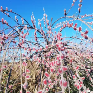 Gluosnis laibapurkis stiebinis 'Mt Aso' (aukštu skiepu)