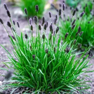 Pavasarinis mėlitas