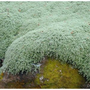 Čiobrelis vilnotasis ‘Pseudolanuginosus’