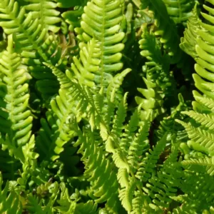 Unksmenė varpotoji (papartis)