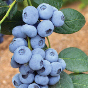 Šilauogė 'Calypso'