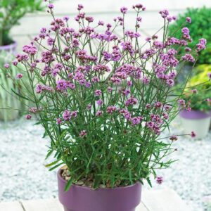 Verbena patagoninė ‘Lollipop’