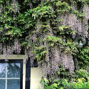 Visterija gausiažiedė ‘Honbeni‘