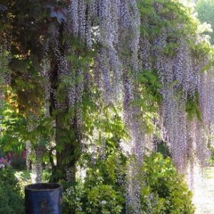 Visterija gausiažiedė ‘Lawrence‘