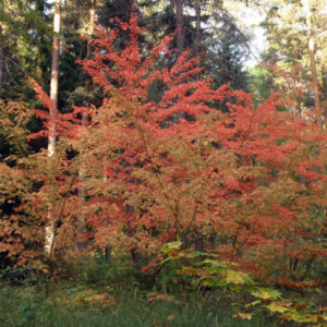 Klevas plaukuotagyslis