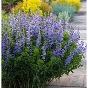 Barškė ‘Blueberry Sundae’ (Baptisia)