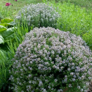 Čiobrelis vaistinis