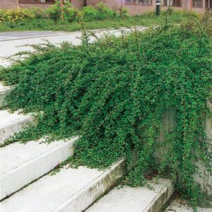 Kaulenis švedinis 'Skogholm’