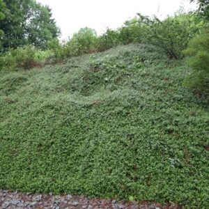 Kaulenis damerio ‘Eichholz’