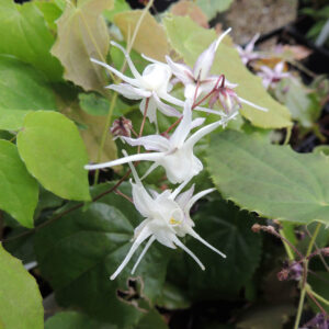 Epimedis ‘White Queen’