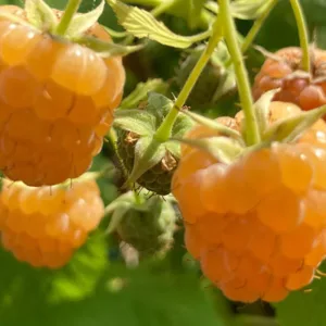 Avietė 'Golden Queen'