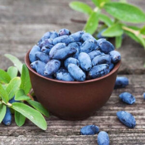 Sausmedis kamčiatkinis 'Kamčiadalka'