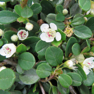 Kaulenis šliaužiantysis ‘Queen of Carpets’