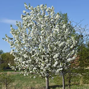 Obelis uoginė ‘Dolgo’