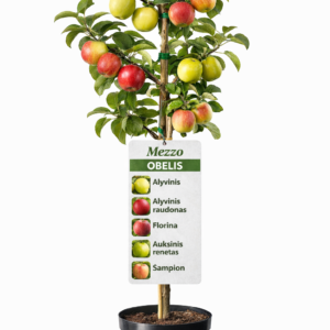 Mezzo obelis ‘Alyvinis’, ‘Alyvinis raudonasis’, ‘Florina’, ‘Auksinis renetas’ ir ‘Champion’