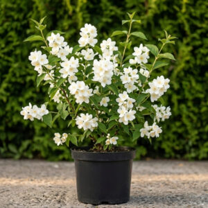 Jazminas 'Komsomolets'