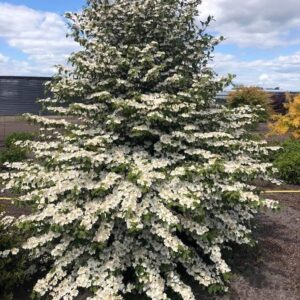 Putinas raukšlėtasis 'Kilimanjaro Sunrise'