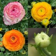 Azijinis vėdrynas Mix