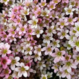 Uolaskėlė ‘Apple Blossom’