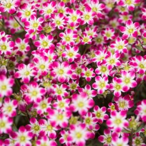 Uolaskėlė ‘Picotee Red’