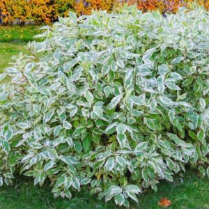 Sedula baltoji 'Elegantissima'