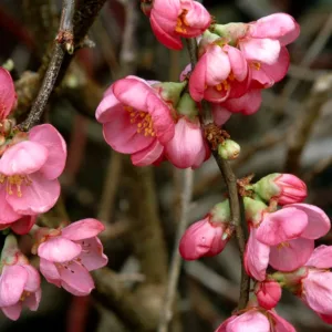 Svarainis puošnusis 'Pink Lady'