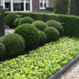 Kukmedis europinis rutulio forma