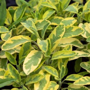 Šalavijas auksalapis 'Mandala Gold'