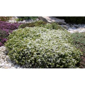 Čiobrelis  'Albiflorus'