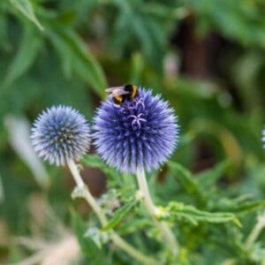 Bandrenis ‘Blue Globe’